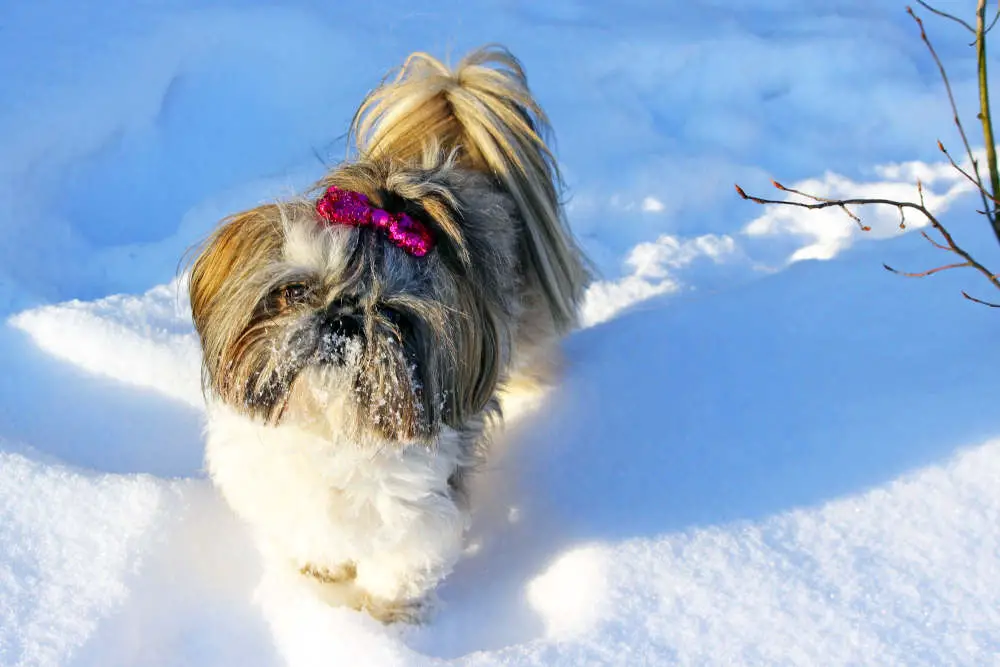 Shih Tzu playing in the snow
