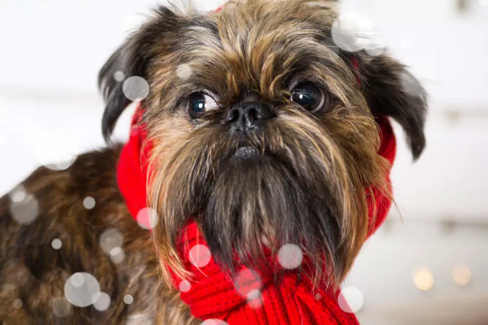 Shih Tzu with red scarf