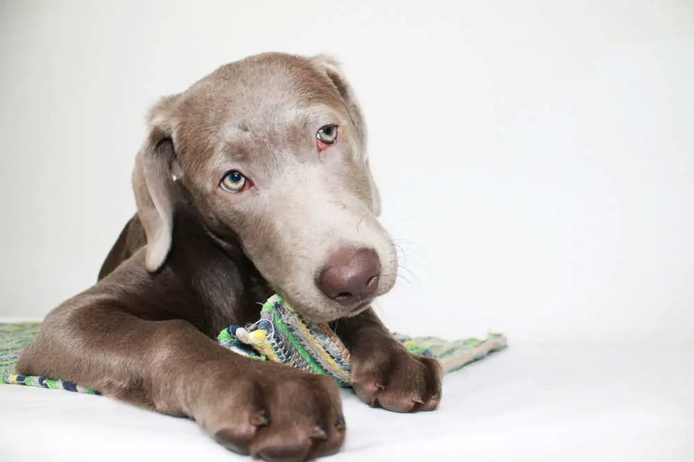 Silver Labrador Retriever chewing on carpet