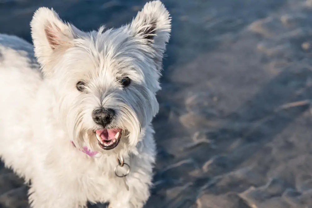 Westie smiling closeup