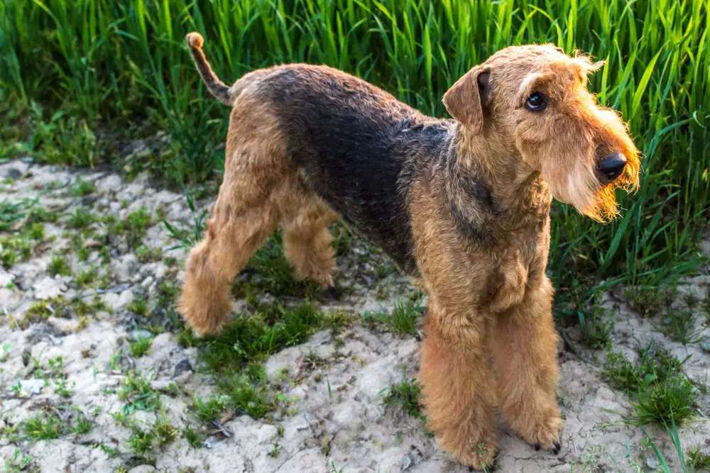 Airedale Terrier having fun outside
