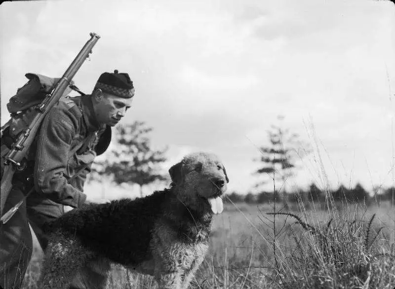 Airedale Terrier with soldier during war