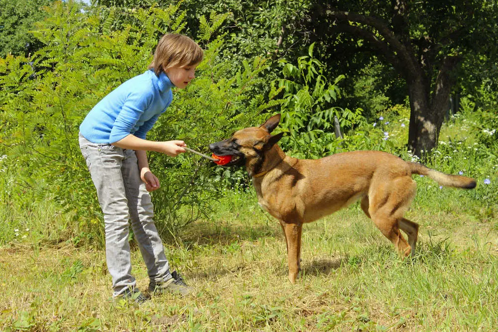 Belgian Malinois playing with boy