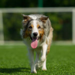 Border Collie happy in front of goal