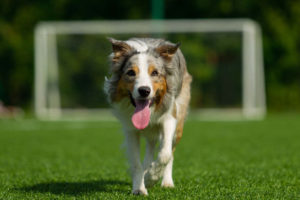 Border Collie happy in front of goal