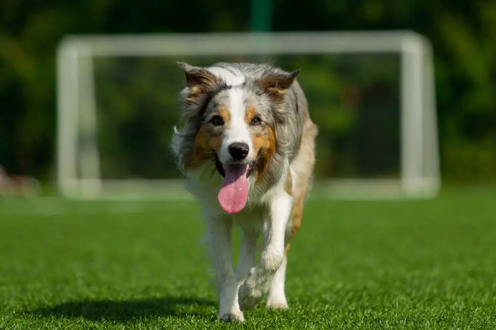 Border Collie happy in front of goal