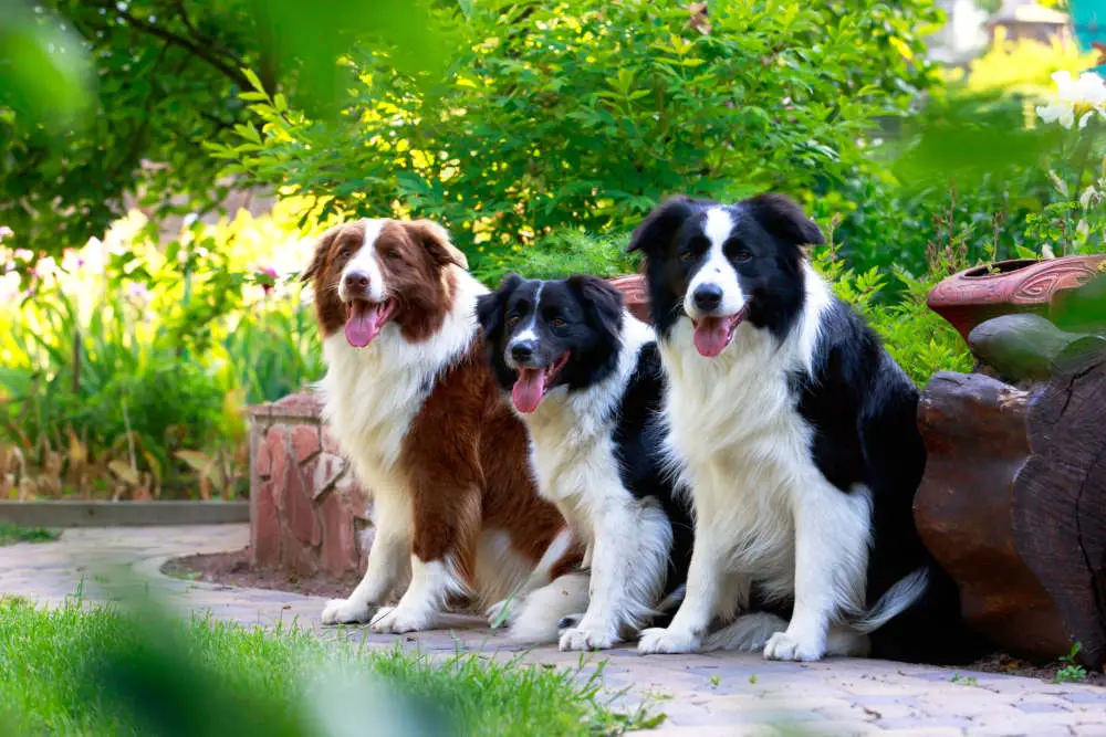 Border Collies relaxing after run