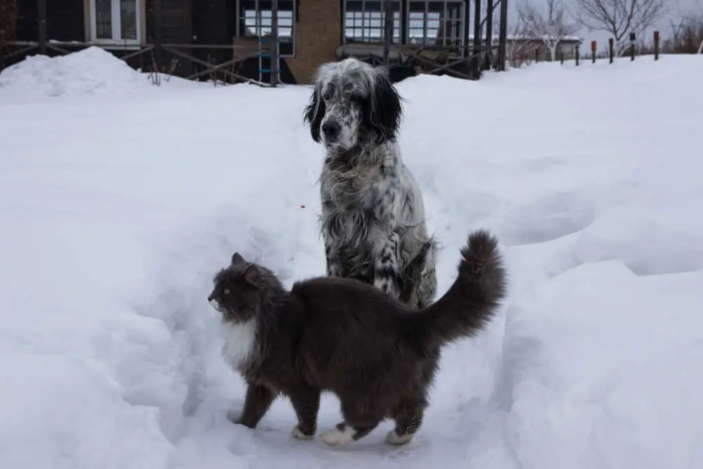 Cat and dog playing in the snow together