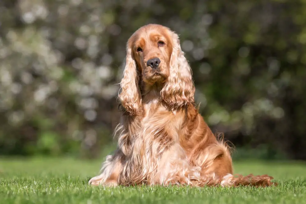 Cocker Spaniel sitting for photo