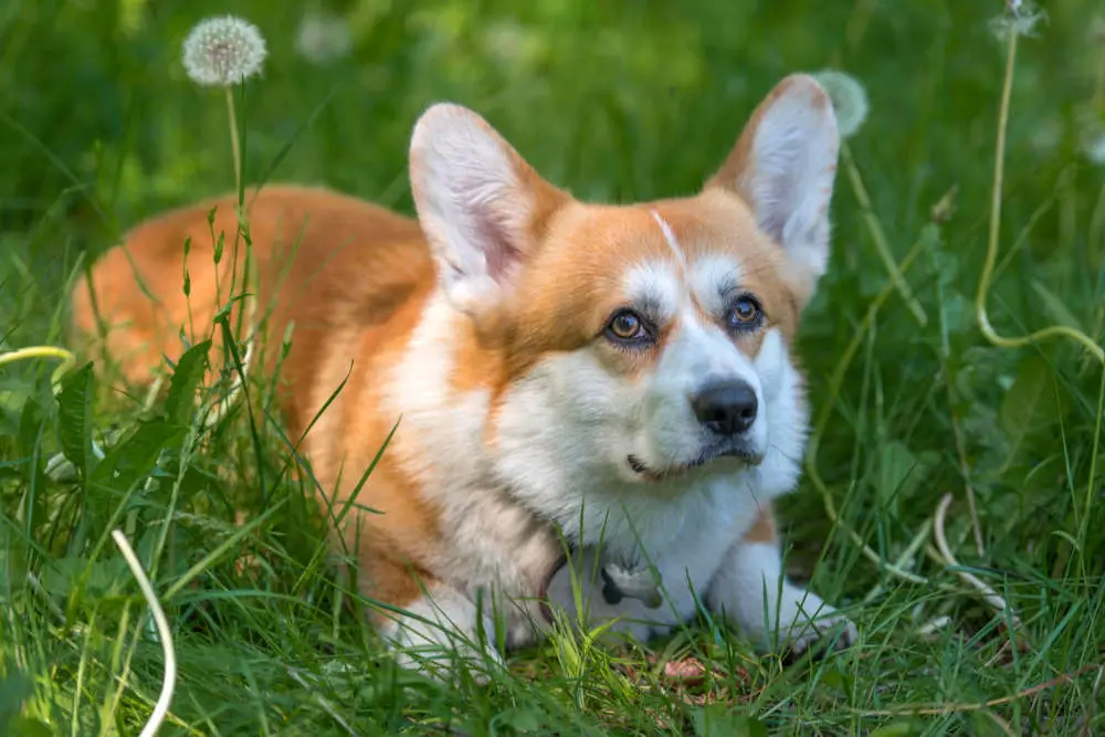 Corgi looking annoyed in the grass
