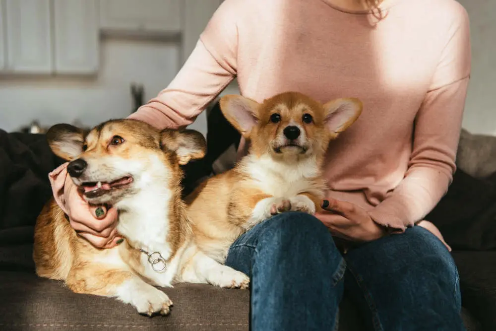 Corgis sitting with mom