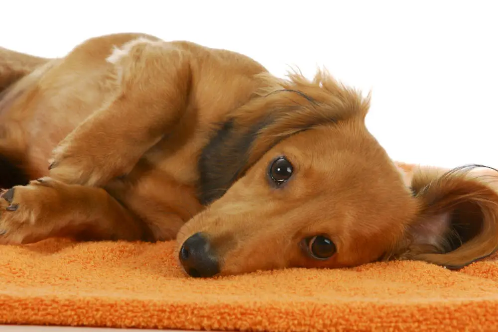 Miniature Dachshund laying on side