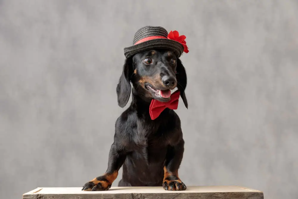 Dachshund wearing hat and bow tie