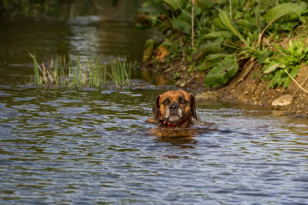 Dog in river