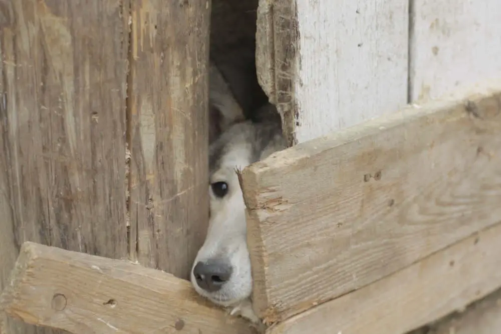 Dog looking through fence gap