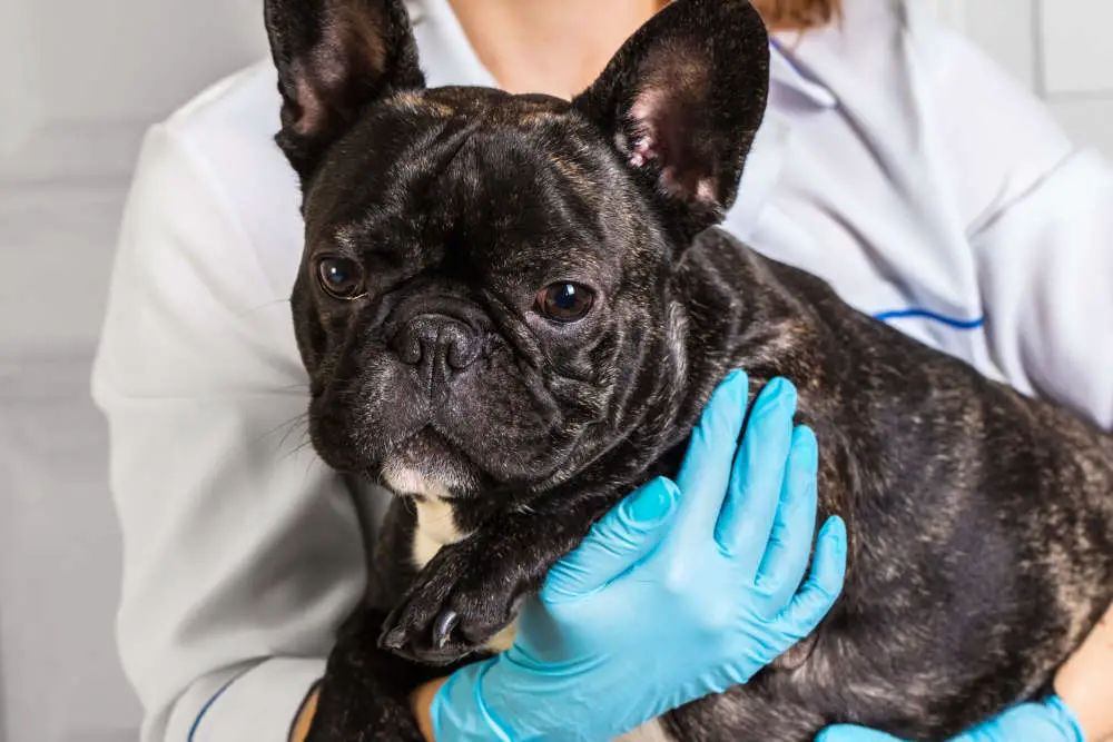 Vet holding French Bulldog