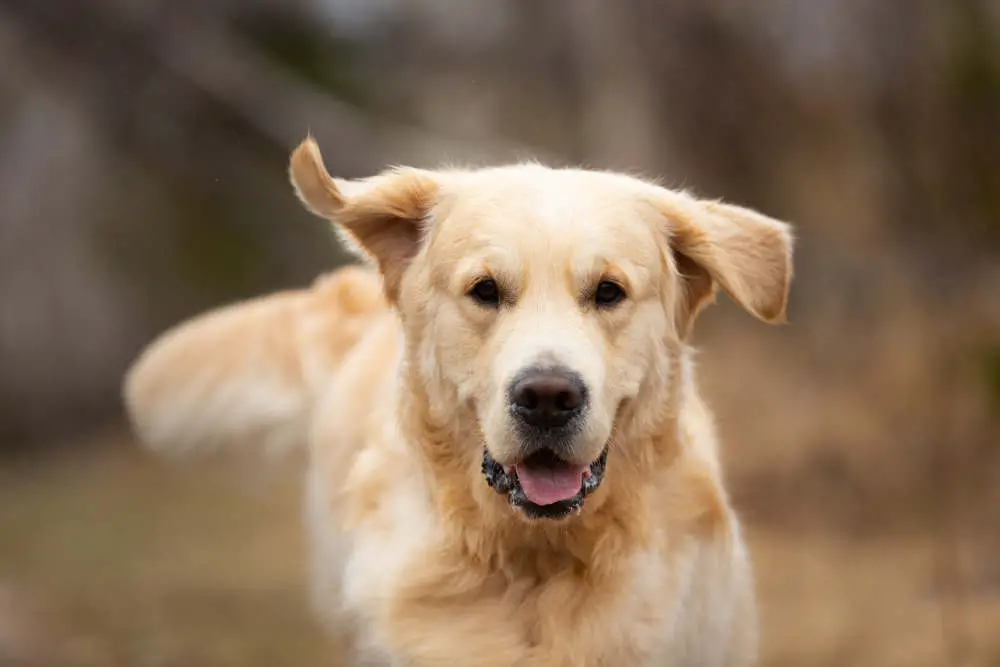 Golden Retriever happy running in field