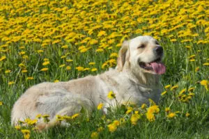 Golden Retriever in field of flowers
