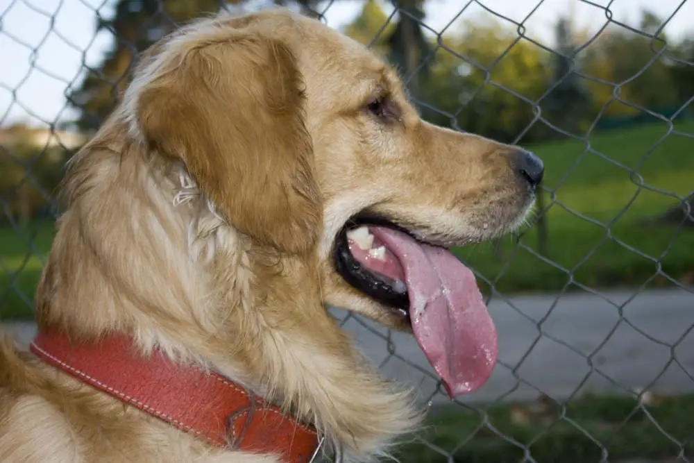 Golden Retriever looking through fence