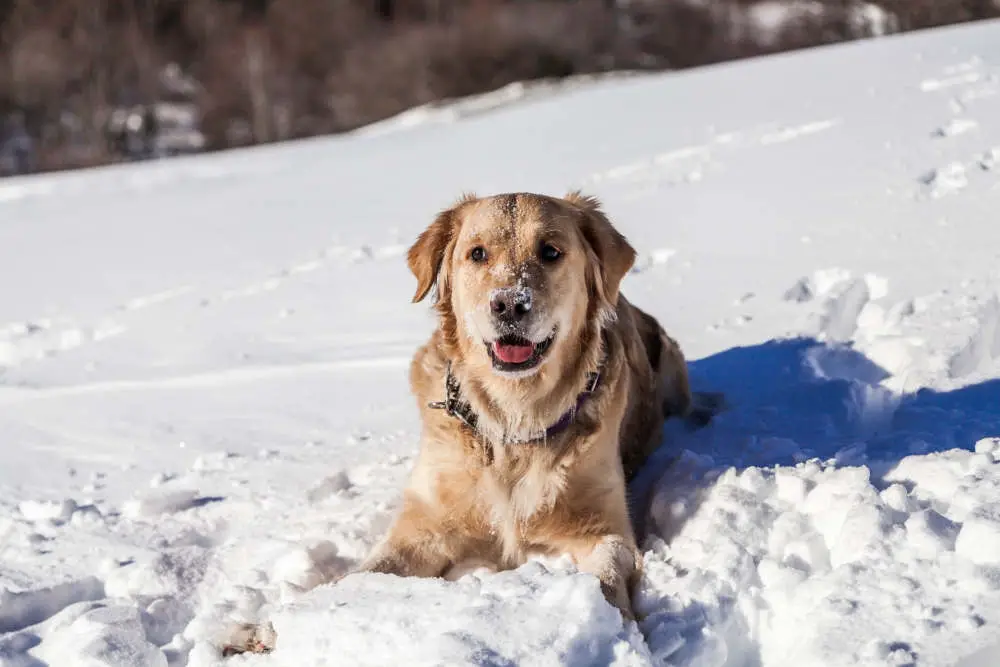 Golden Retriever playing in the snow