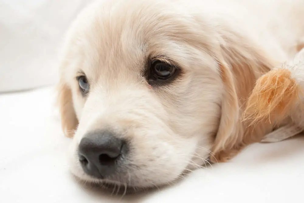 Sad Golden Retriever puppy