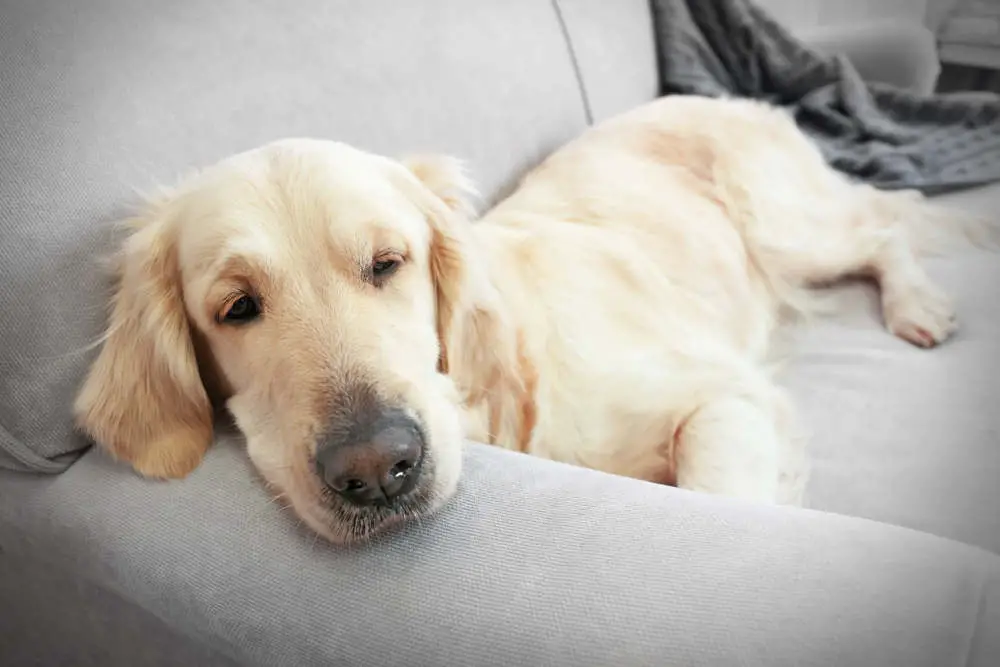 Golden Retriever sleeping on couch