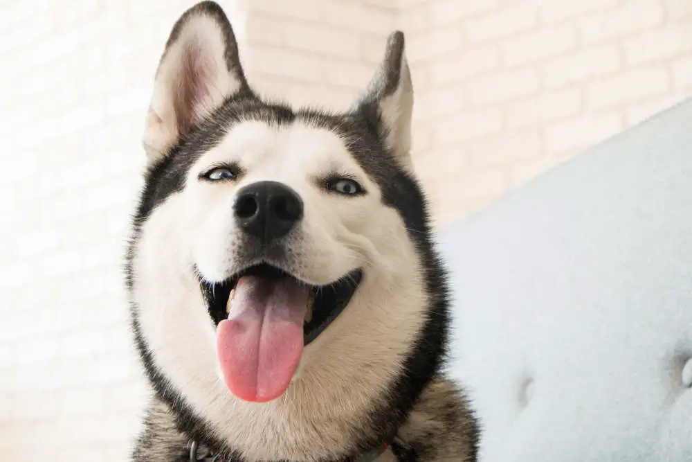 Husky smiling with tongue out
