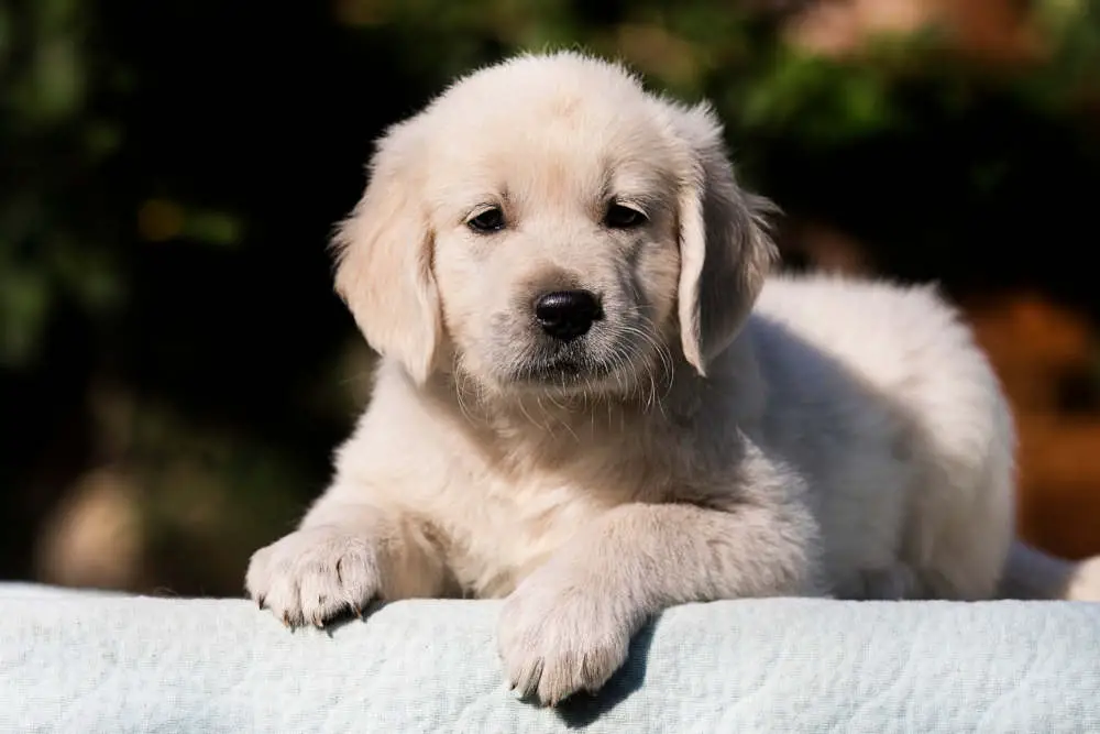 Labrador puppy posing