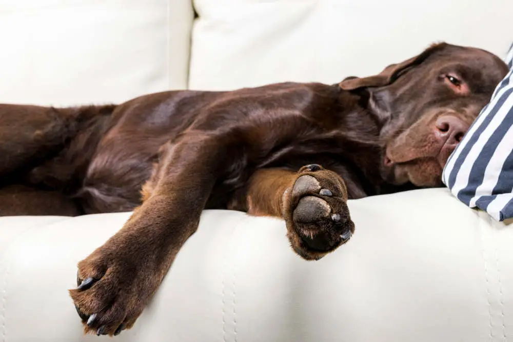 Labrador sleeping on couch