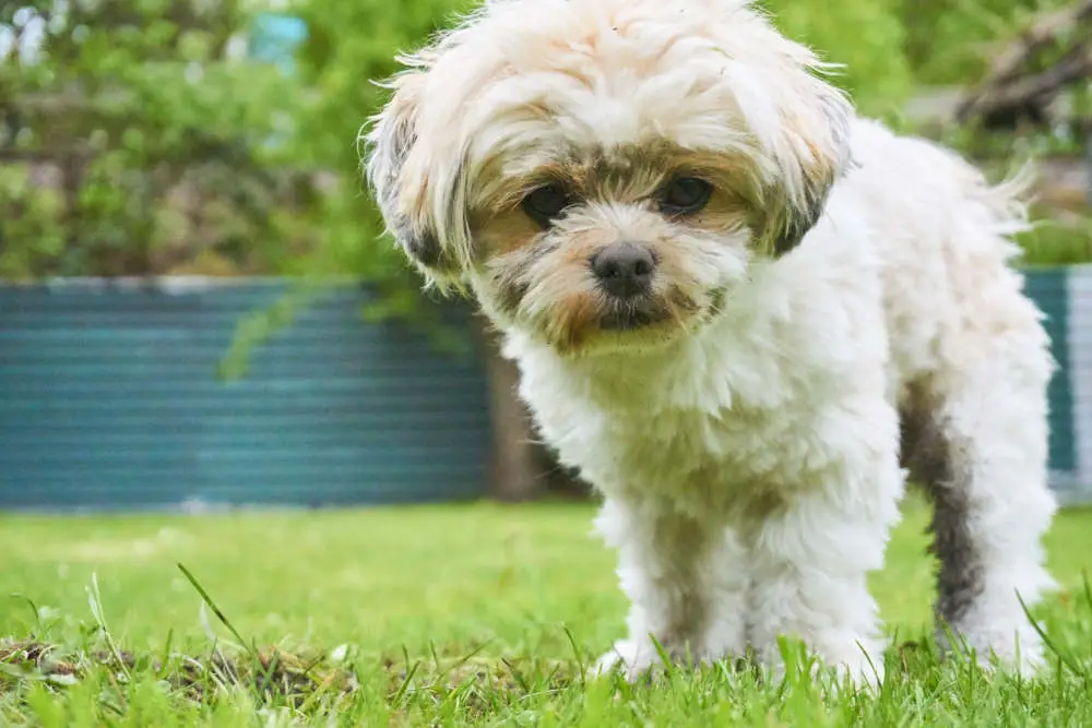 Maltese Shih Tzu mix (Malshi)