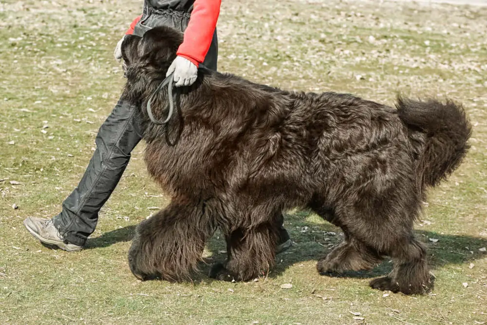 Newfoundland dog with trainer