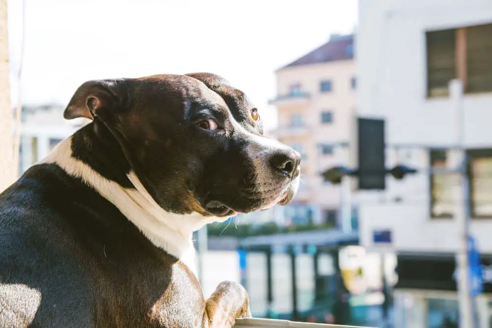 Pitbull looking outside window