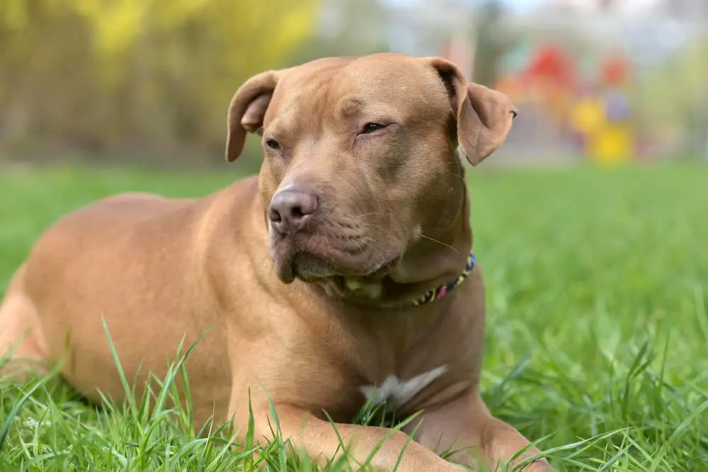 Pitbull sitting in the grass