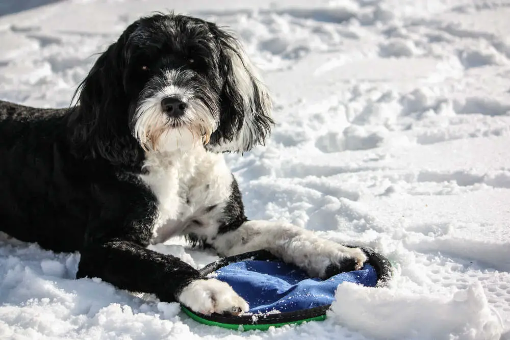 Portuguese Water Dog playing in snow