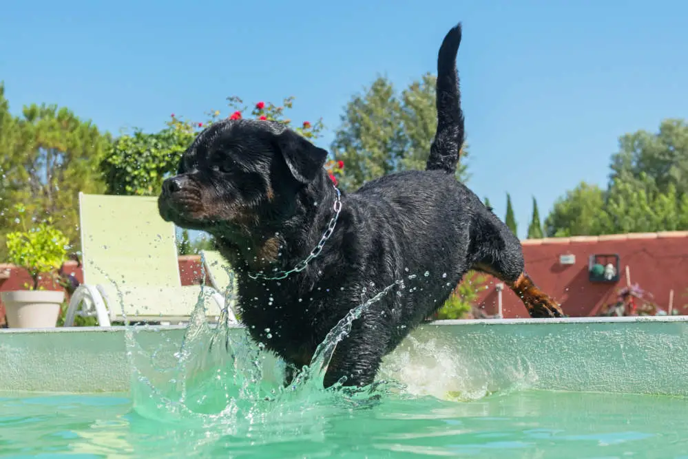 Rottweiler jumping into a swimming pool