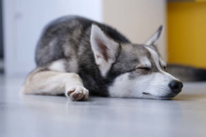Alaskan Klee Kai sleeping on the floor