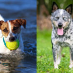Blue Heeler Jack Russell Mix (Cattle Jack) Breed Info & Pictures