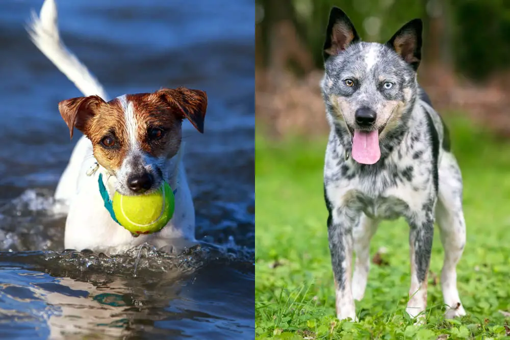 Blue Heeler Jack Russell side by side