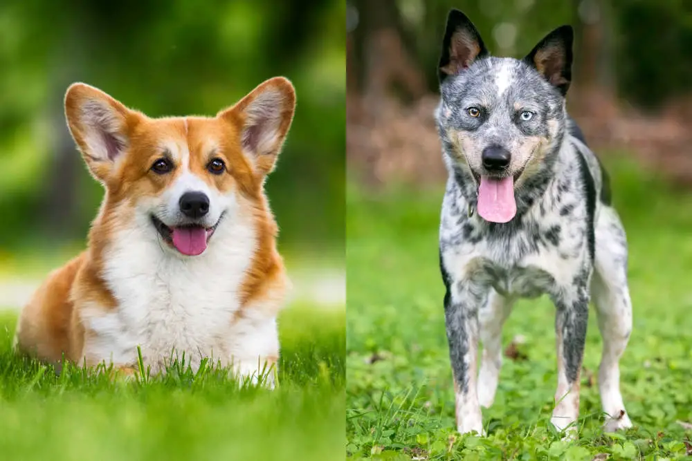 Corgi Australian Cattle Dog side by side