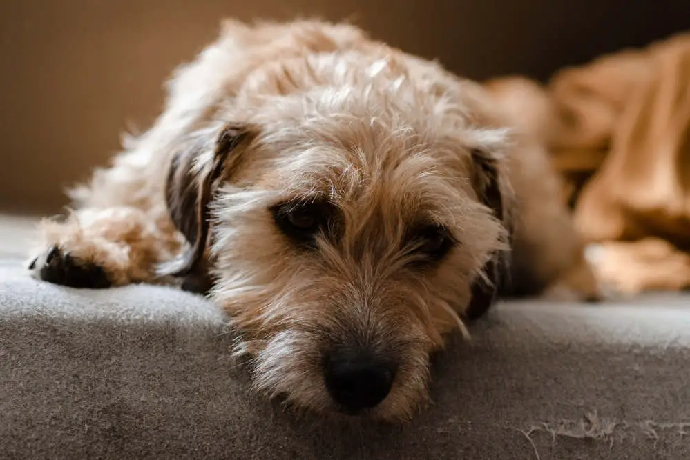 Jack Russell on couch