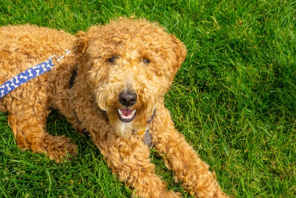 Labradoodle in the grass