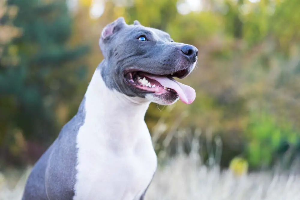 Pitbull happy posing