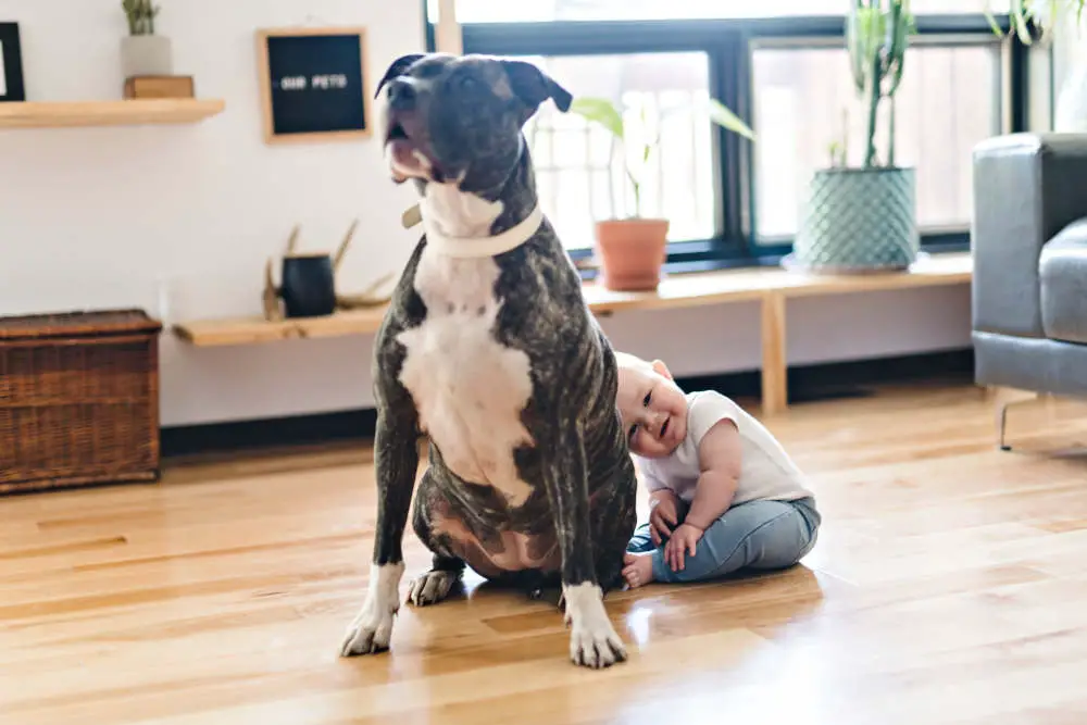 Pitbull on floor with baby girl