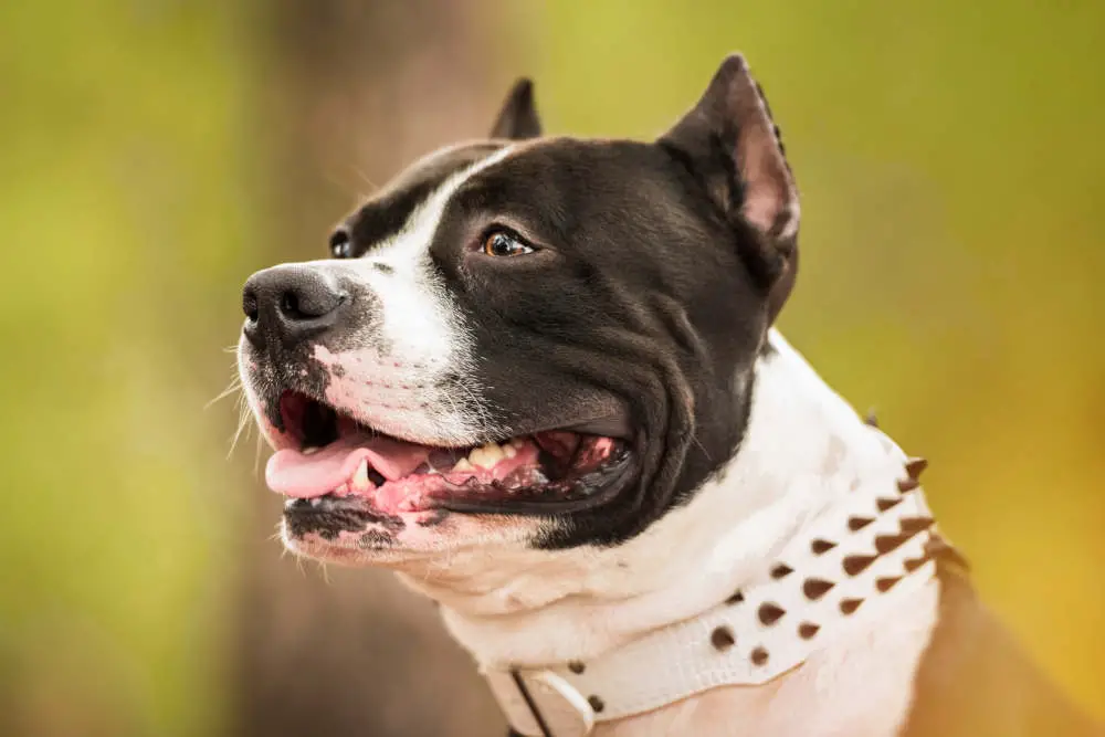 Pitbull portrait