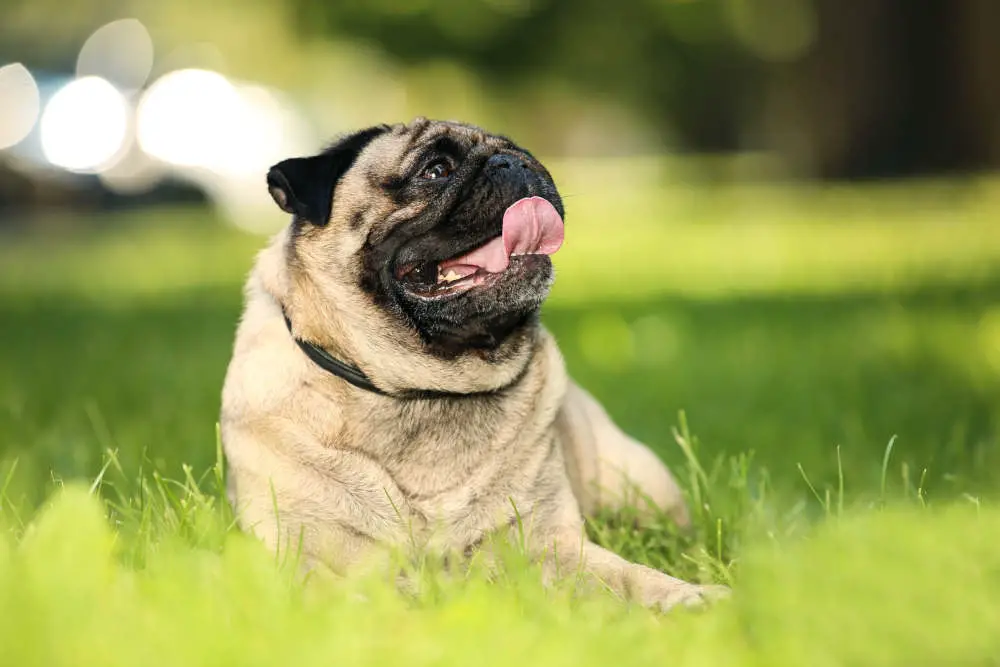 Pug outside in grass