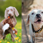 Weimaraner and pitbull side by side