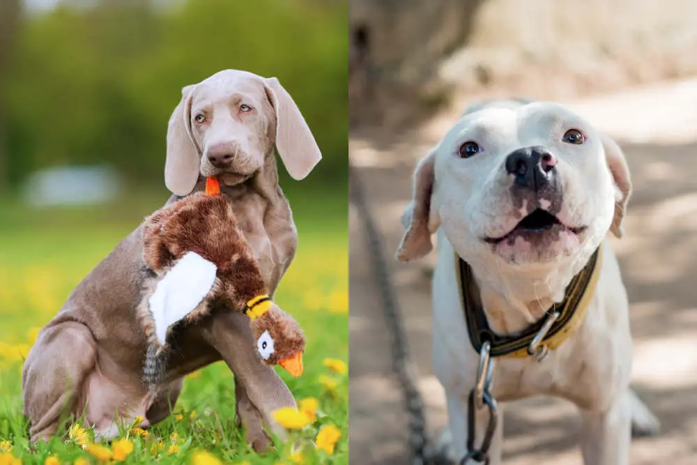 Weimaraner and pitbull side by side