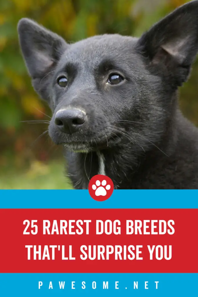 25 Rarest Dog Breeds That'll Surprise You