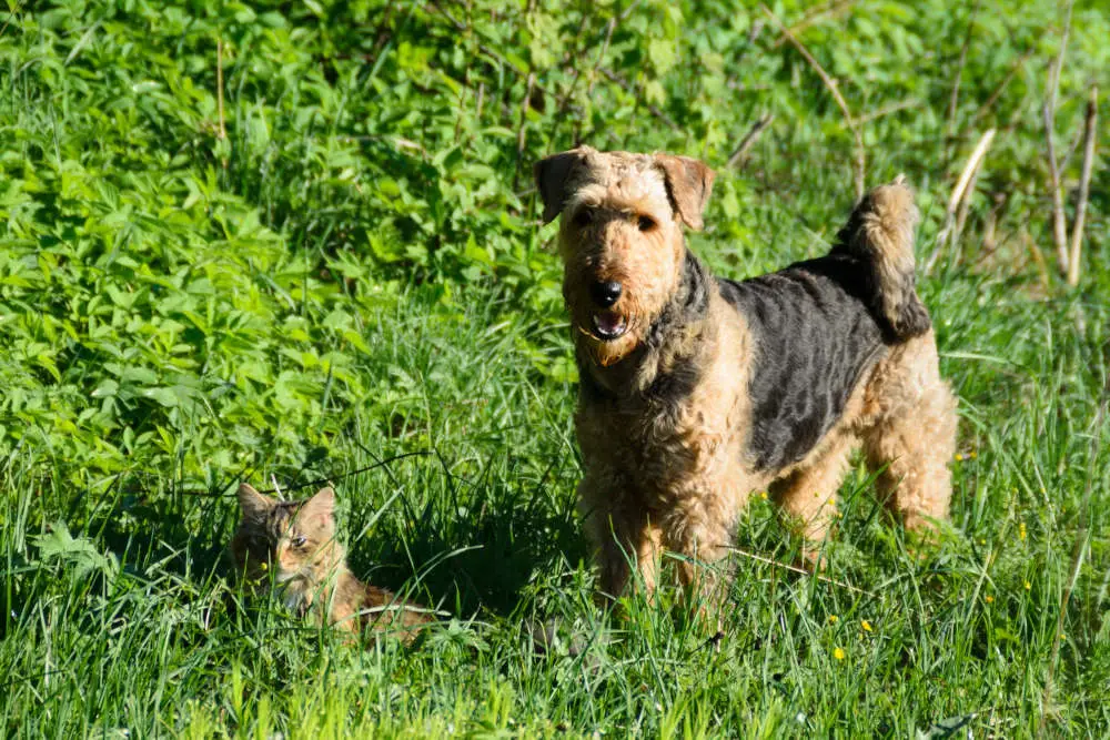 Airedale Terrier in a field socializing with a cat
