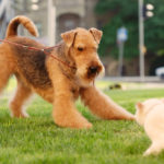 Are Airedale Terriers Good With Cats?